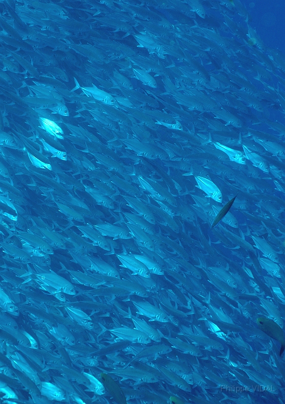 Sipadan_2015_Carangues Voraces_Caranx sexfasciatus_IMG_3269_rc.jpg